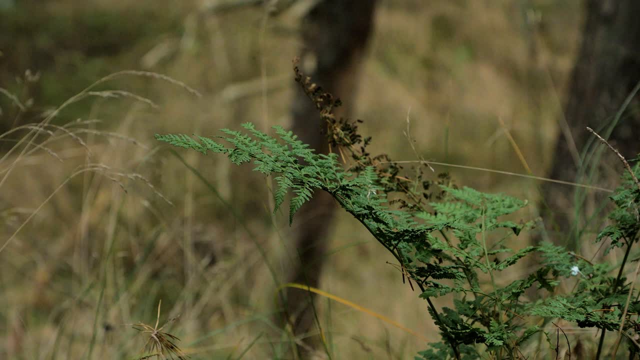 Green fern leaves swaying in wind, pine tree forest in autumn, autumn season concept, shallow depth of field, mystical forest background, medium shot