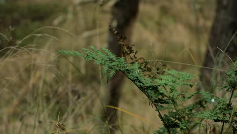 hojas de helecho verde balanceándose en el viento, bosque de pinos en otoño, concepto de temporada de otoño, profundidad de campo poco profunda, fondo de bosque místico, plano medio