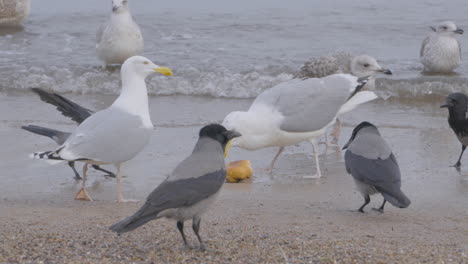 Cuervos-Encapuchados-Gaviotas-Juveniles-De-Patas-Amarillas-Y-Gaviotas-Argénteas-Europeas-Reunidas-Alrededor-Del-Pan-Junto-Al-Mar-Báltico-En-Una-Brecha-Redlowo-En-Gdynia,-Polonia