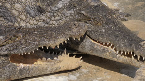 crocodiles cooling themselves with opening jaws