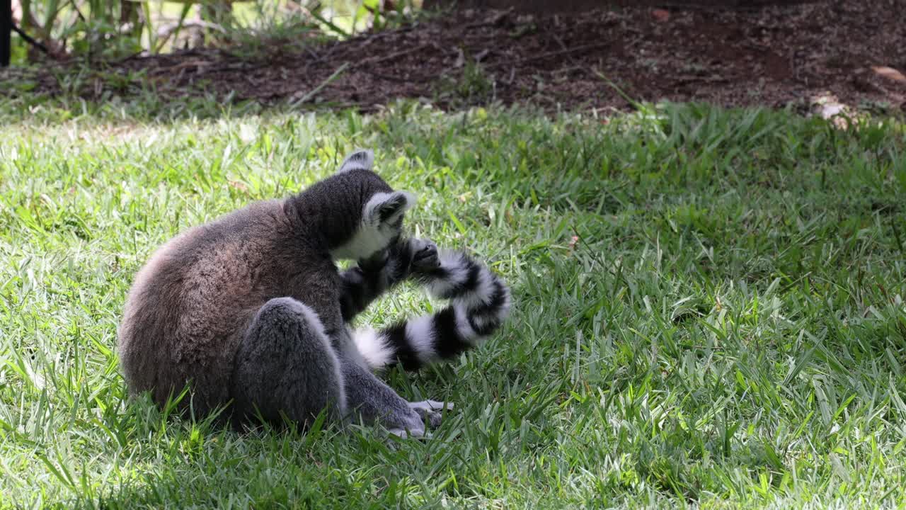 dos mapaches se involucran en un comportamiento lúdico al aire libre