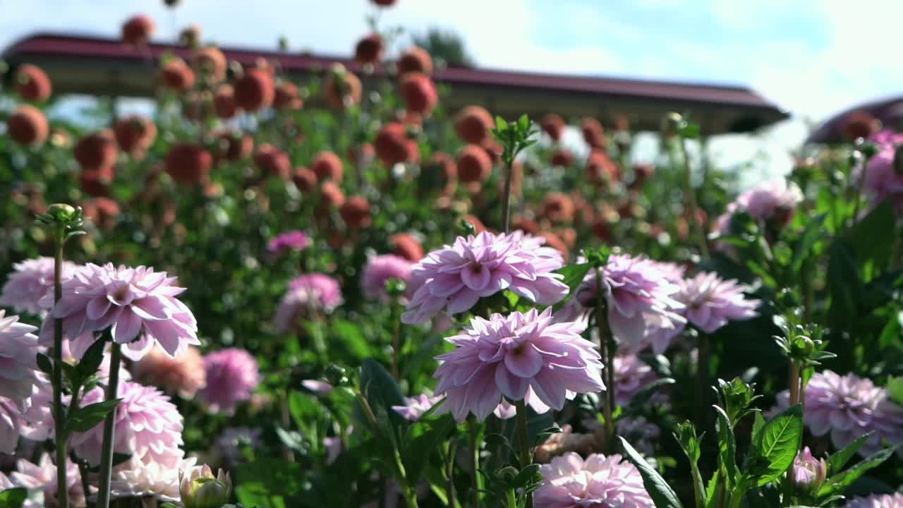 Soft pink dahlias blooming in a vibrant flower field on a sunny day. Gentle breeze and colorful garden scenery with lush green leaves