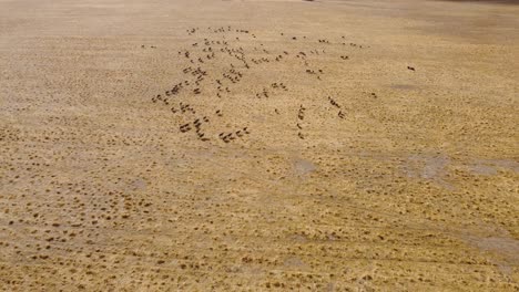 Aerial-drone-pan-view-of-flock-of-sheep-in-open-field-farm-agriculture-tourism-trade-travel-livestock-Adelaide-South-Australia-4K