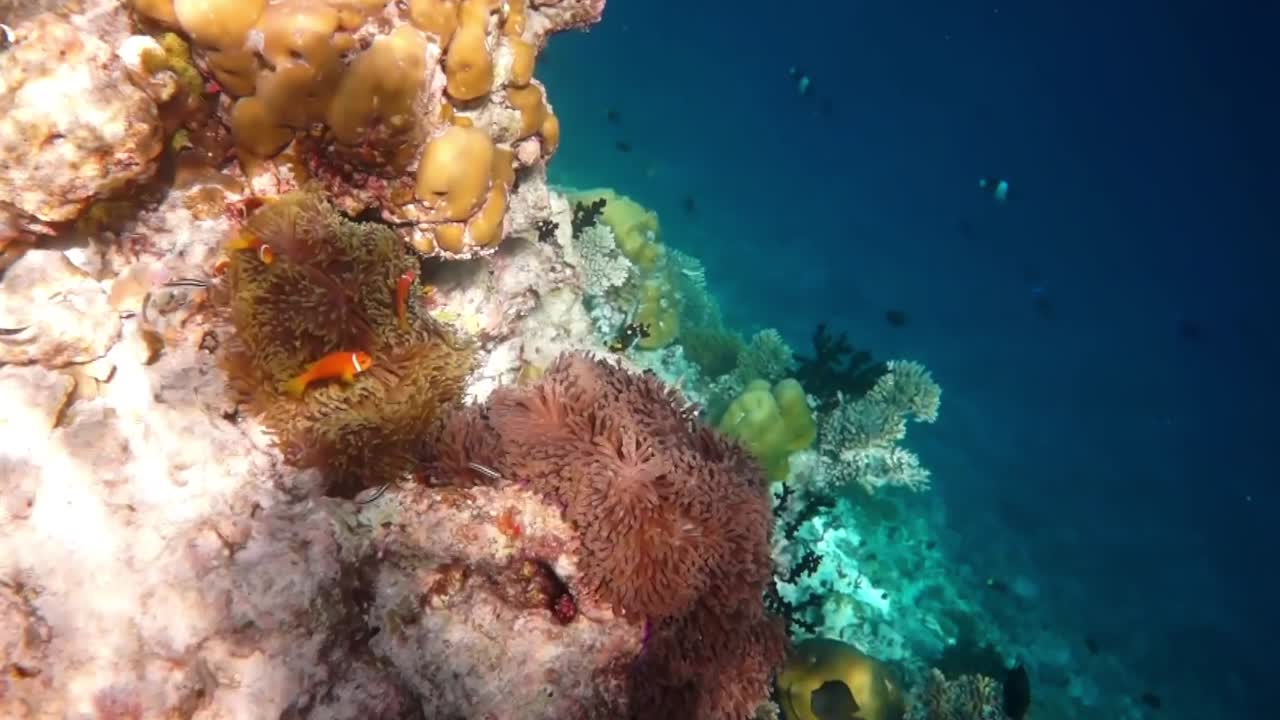 Pesce d'acqua salata d'attualità, pesce pagliaccio - barriera corallina alle Maldive, pesce anemone