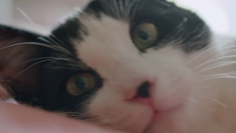 Cat-closeup-resting-on-bed