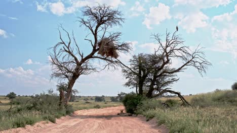 acacia trees in the kalahari, with a large weaver bird nest, an eagle and lions