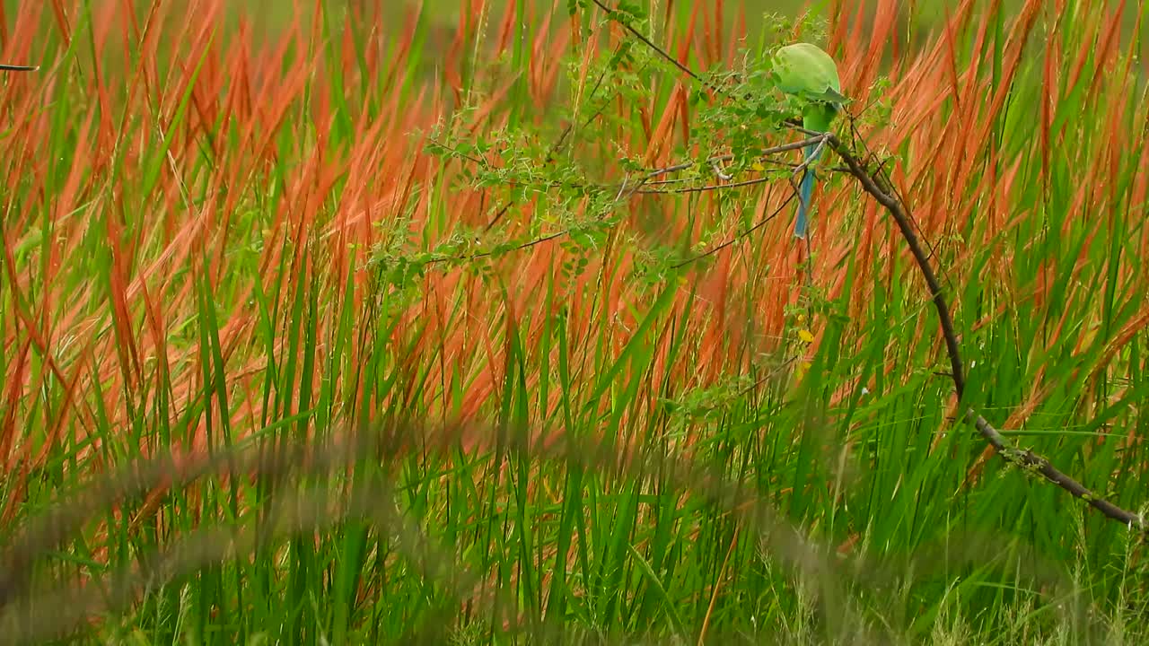 앵무새 uhd mp4 4k 비디오