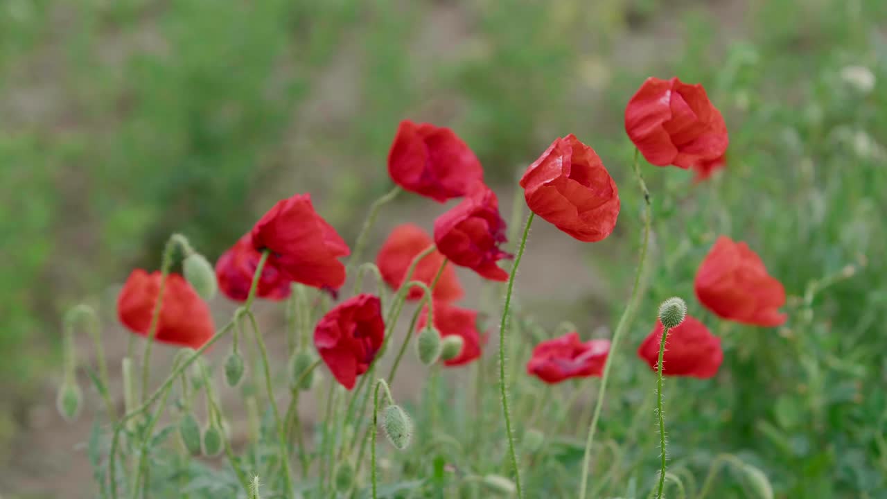 녹색 배경이 흐린 양귀비 꽃, 클로즈업