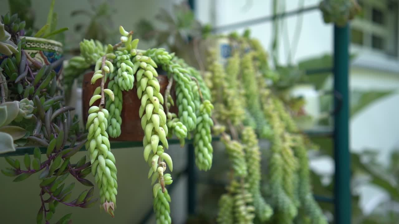 израильское садоводство