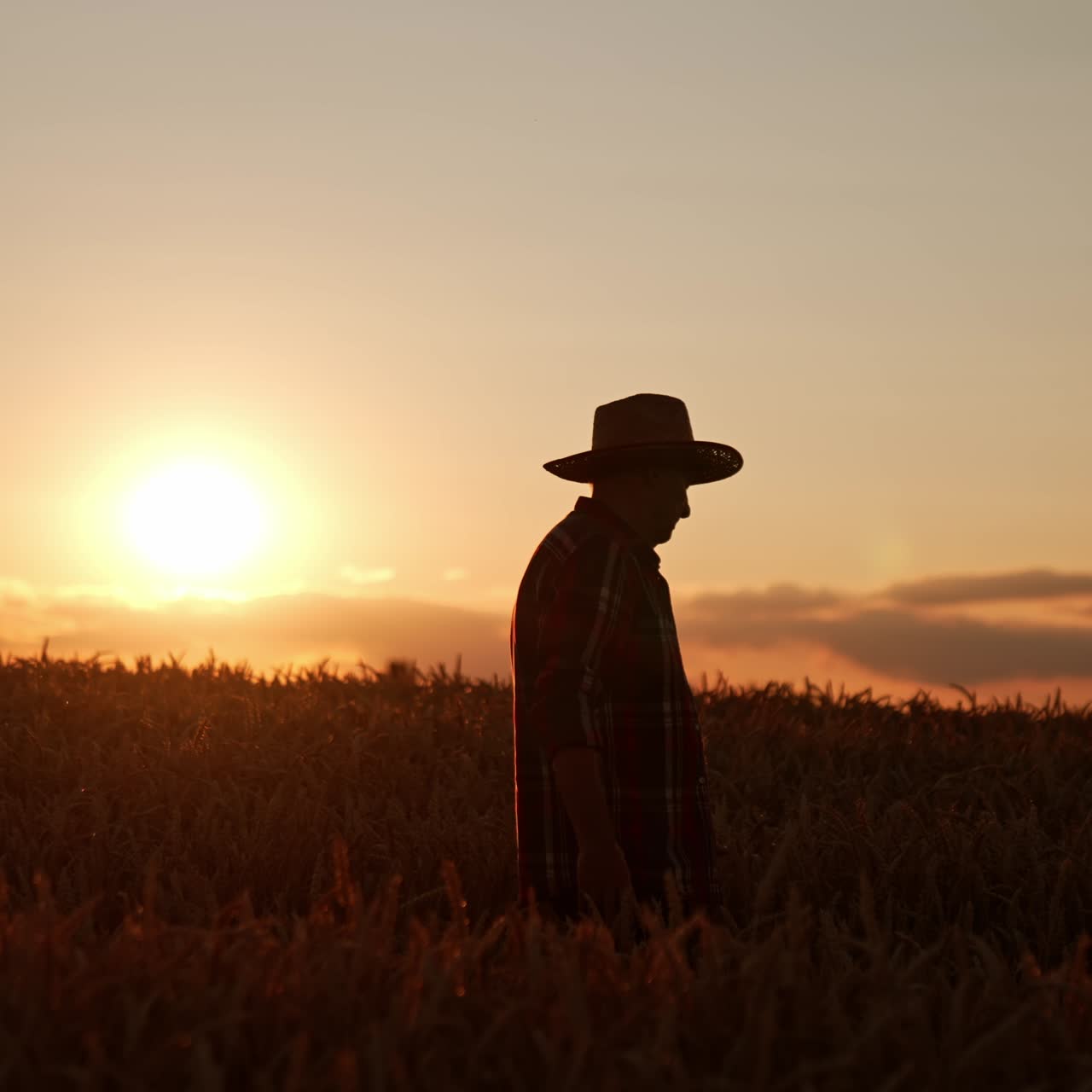 Silhouette of old man in hat in the field of wheat. Farmer walks by the corn plantation at sunset