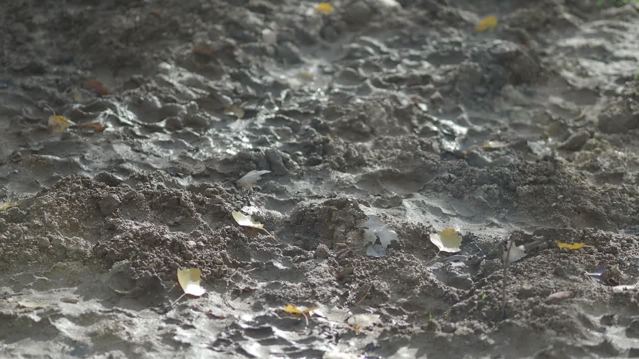 Nahaufnahme von schlammigem Boden mit Reifenspuren und abgefallenen Blättern