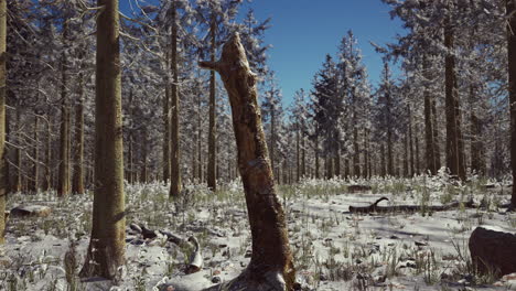 coniferous forest illuminated by the winter morning sun