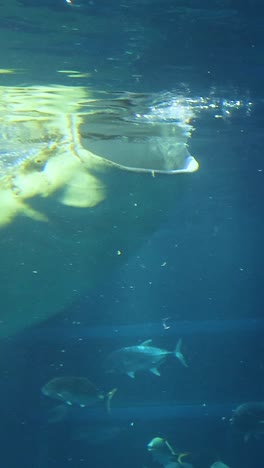 whale shark swimming peacefully among smaller fish