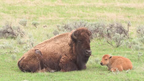 Bison-Sitzt-Neben-Kalb-Im-Yellowstone-nationalpark-In-Wyoming