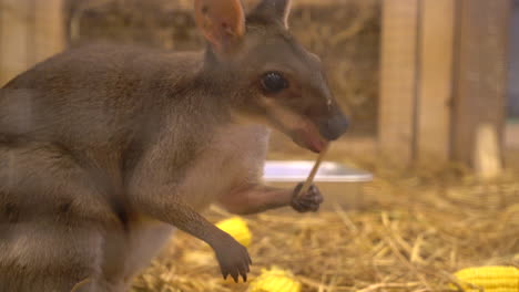 Wallaby-Oder-Mini-Känguru-Auf-Der-Farm