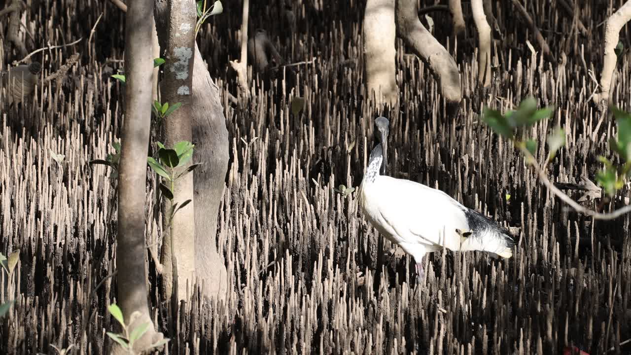하 이비스는 맹그로브 뿌리 사이에서 먹이를 찾습니다.
