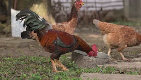 free-range rooster and chickens drinking water