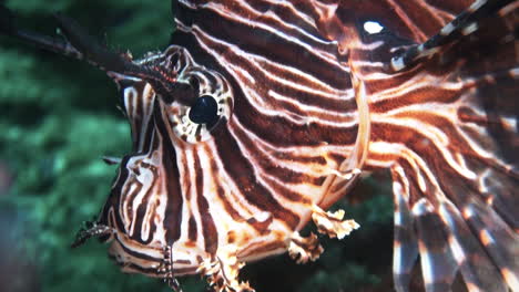 Details-of-Red-Lionfish-during-night