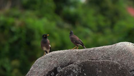 two common myna birds perched on a rock