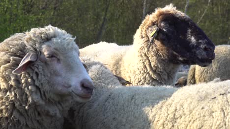 a herd of sheeps is standing on a pasture