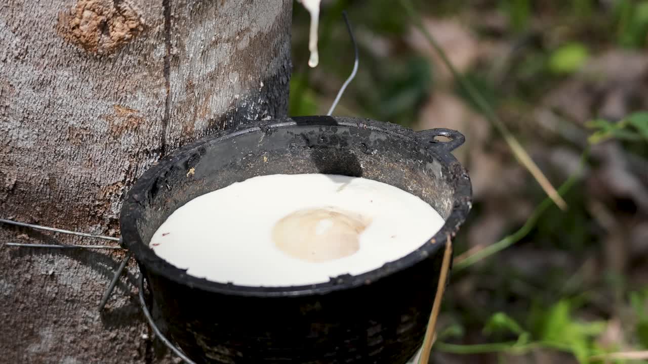 Close-up of latex dripping into a cup from a rubber tree, highlighting traditional tapping methods