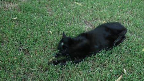 cat in the grass