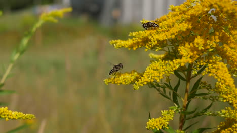 Bienen,-Die-Goldrutenblütenköpfe-Suchen