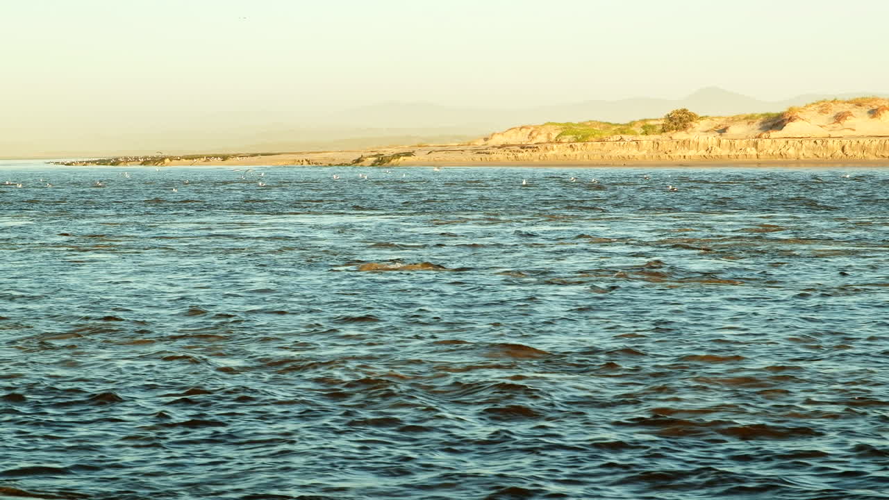 해파리는 크라인 강을 따라 강 입구로 떠다니며 바다로 흘러들어갑니다.