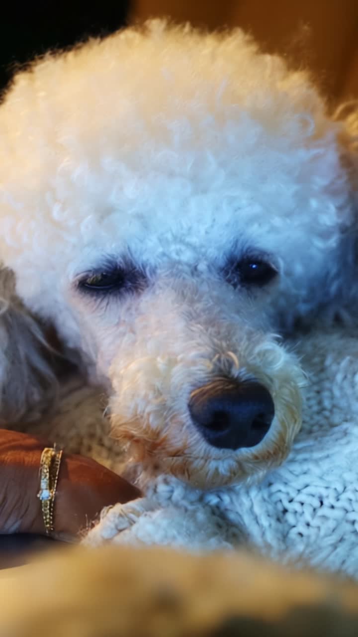 Un momento di intimità con un cane soffice con riccioli particolari e un'espressione affascinante, catturato perfettamente in due inquadrature che ne mostrano la natura affettuosa