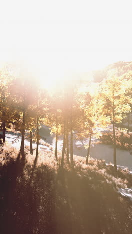 golden hour in the autumn forest