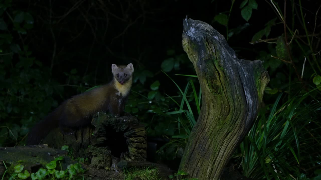 A pine marten climbing slowly between tree trunks in Drenthe, Netherlands