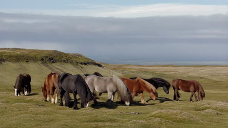 icelandic horses grazing in a green landscape
