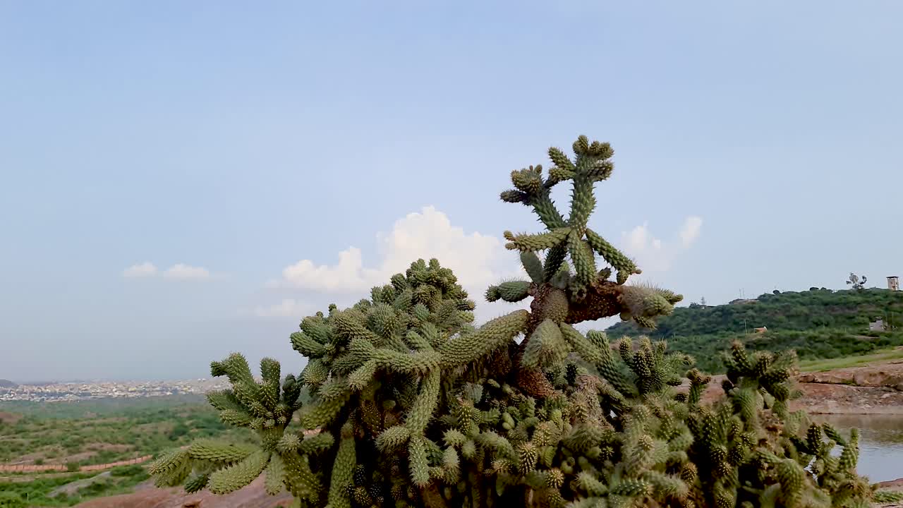 Cactus cholla del deserto sotto un cielo diurno vibrante