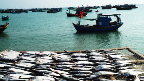 fish is drying on the net under the sun