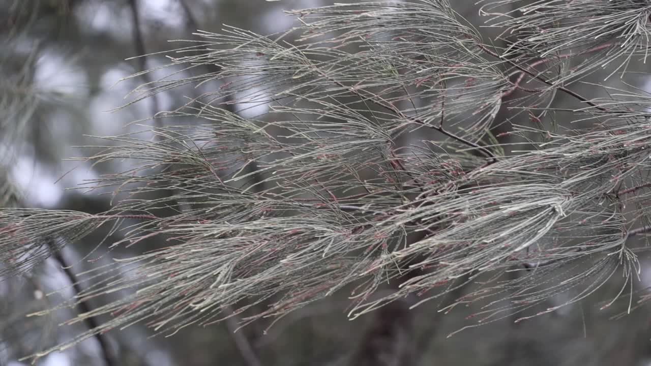 부드러운 바람에 소나무