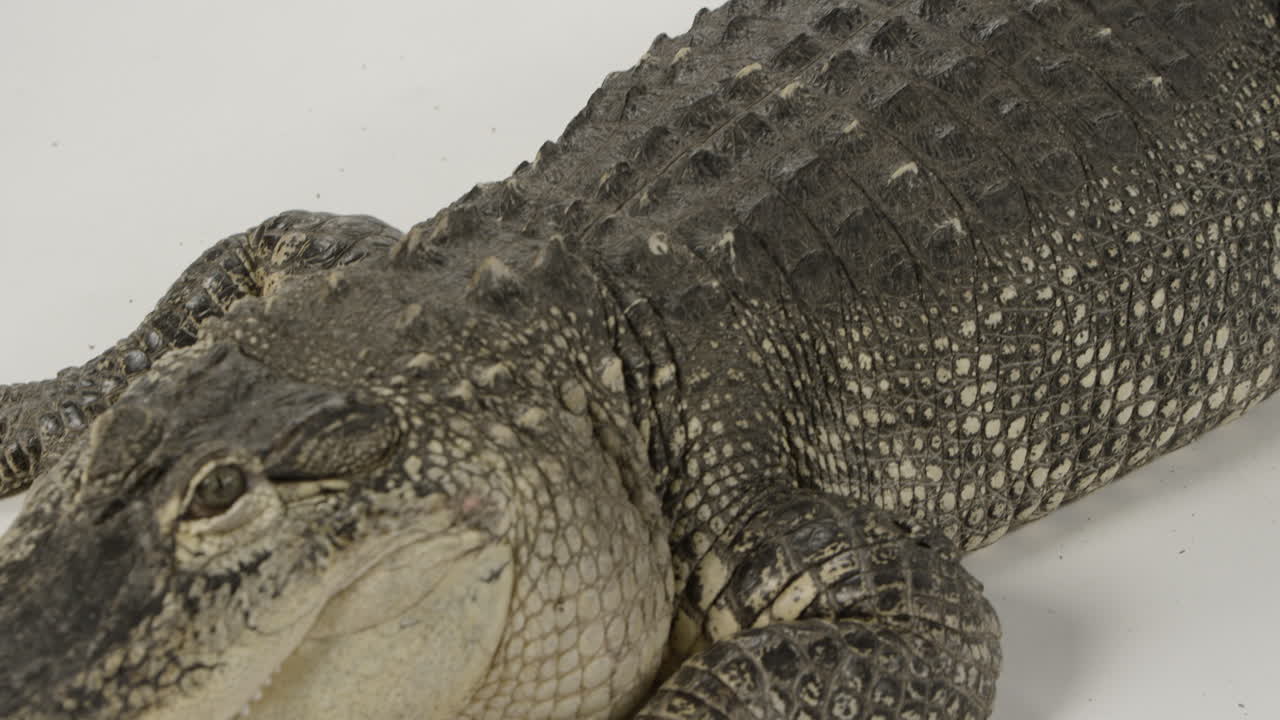 panorámica a lo largo del cuerpo de un caimán