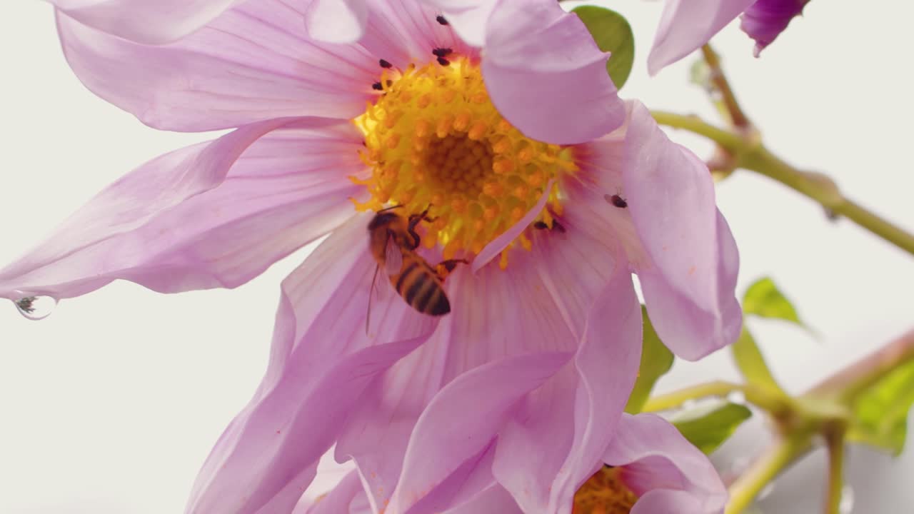 bee buzzing around and lands on flower