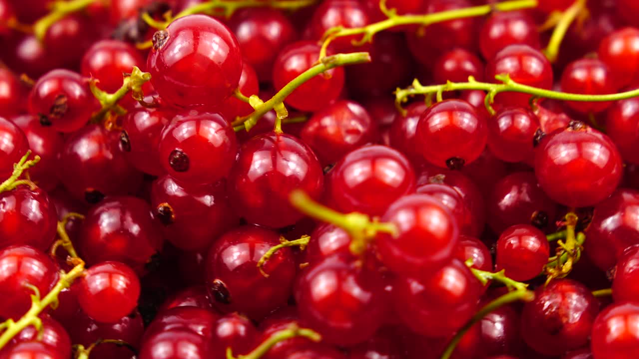 익은 신선한 레드커런트 베리, 배경