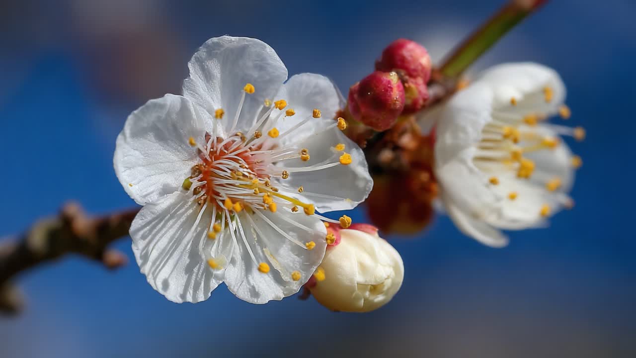 Delicati Fiori di Ciliegio in Piena Fioritura Catturati Contro un Cielo Azzurro Vivace, Che Mostrano il Loro Splendore e la Loro Bellezza Naturale con Dettagli Straordinari