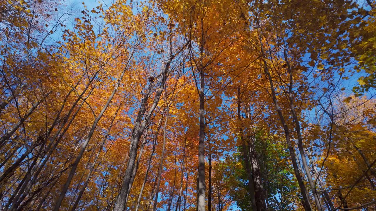 Looking up at autumn leaves in Mount Royal, Montreal, with blue sky peeking through red and orange foliage