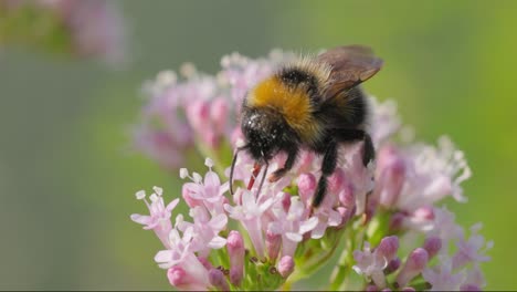 Bumblebee-collects-flower-nectar-at-sunny-day.-Bumble-bee-in-macro-shot-in-slow-motion.