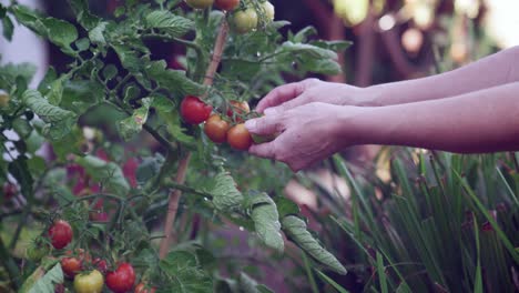 una mano femenina revisando tomates maduros jugosos recién regados en la vid