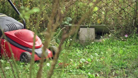 woman cutting grass in his yard with corded electric lawn mower.