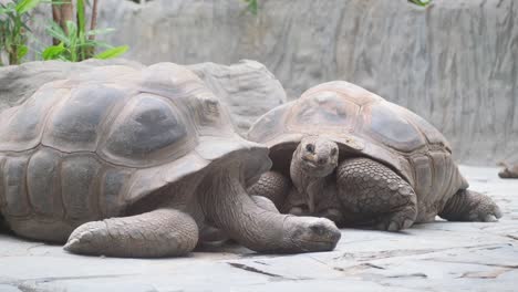the aldabra giant tortoise family is one of the largest tortoises in the world in a natural park. portrait of huge reptiles. exotic animals. vertical video