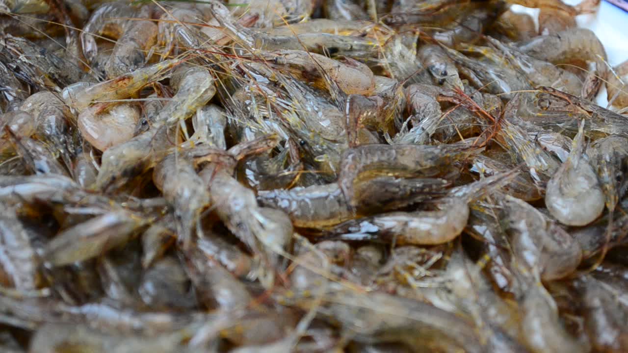 Gamberetti vivi. Gamberetti vivi su un piatto