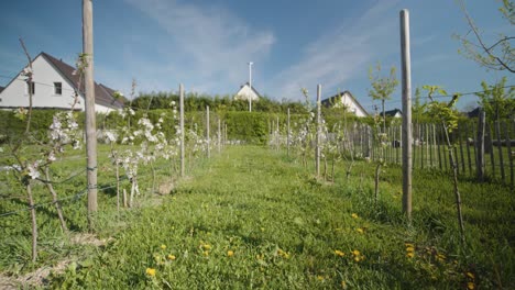 Einspielung-Eines-Weinbergfeldes-Während-Des-Tages-In-Südfrankreich