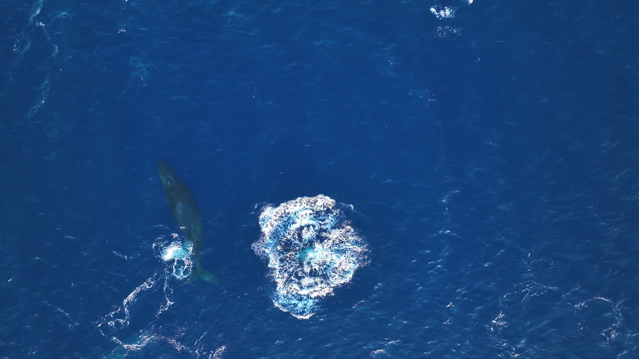 기쁨의 도약: 새끼 혹등고래가 어미에게 다가가는 모습