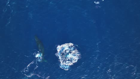 saltos de alegría: antena de una cría de ballena jorobada saltando hacia su madre