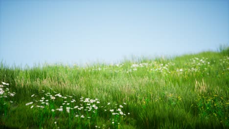 field of green fresh grass under blue sky