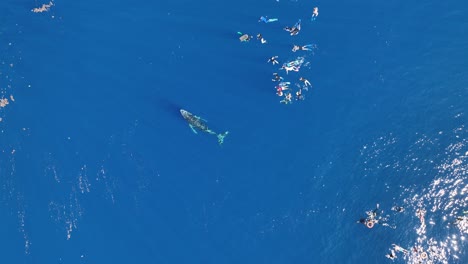 Snorkelers-Floating-Near-The-Humpback-Whales-Swimming-In-The-Blue-Sea-In-Moorea,-French-Polynesia